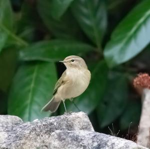 Common Chiffchaff