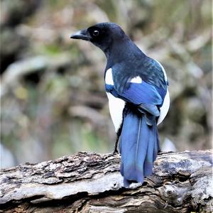 Black-billed Magpie