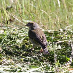 European Greenfinch