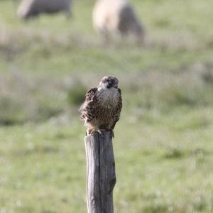 Common Kestrel