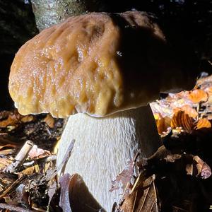 King Bolete