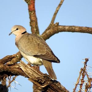 Ring-necked Dove