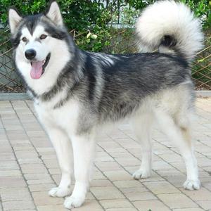 Alaskan Malamute