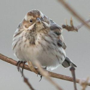 Reed Bunting