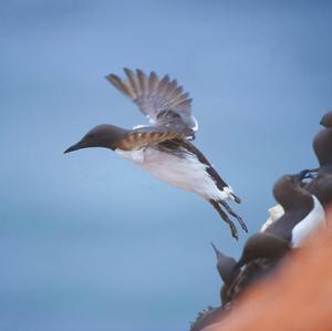 Common Guillemot