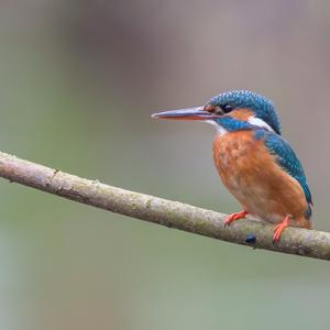 Common Kingfisher