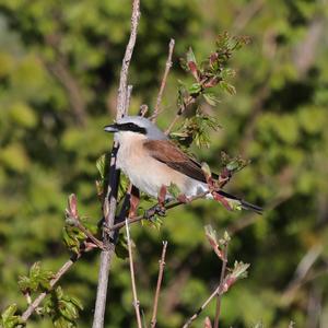 Red-backed Shrike