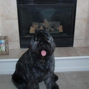 Bouvier des Flandres