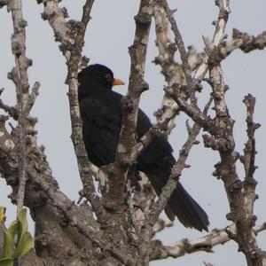 Eurasian Blackbird