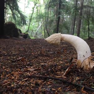 Stinkhorn, Common