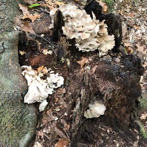 Hen-of-the-Woods