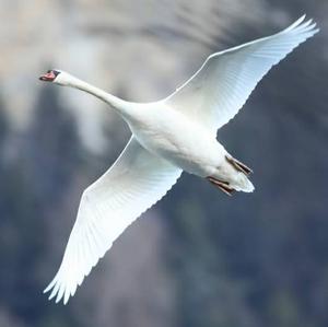 Mute Swan