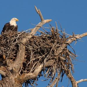 Weißkopfseeadler