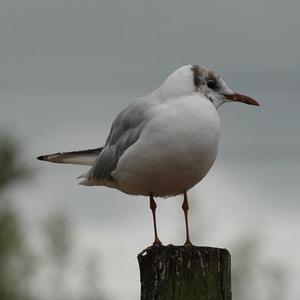 Black-headed Gull