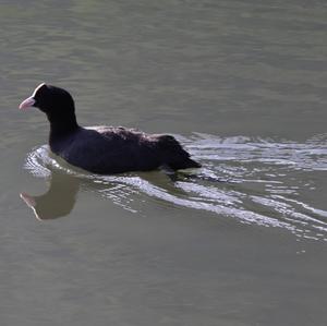 Bläßhuhn