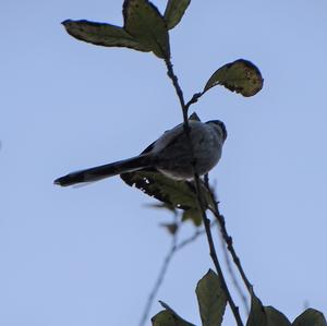 Long-tailed Tit