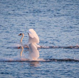 Mute Swan