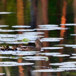 Mallard