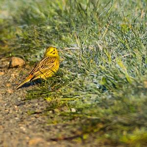 Yellowhammer