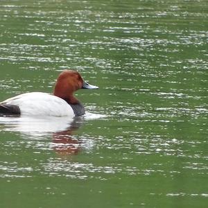 Common Pochard