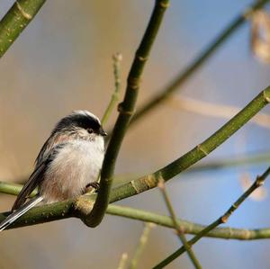 Long-tailed Tit