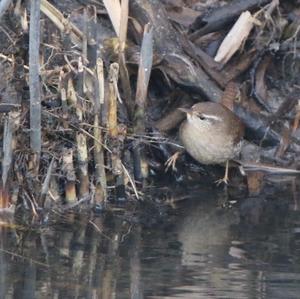 Winter Wren