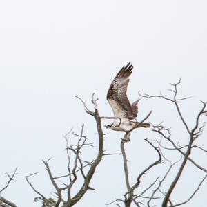 Osprey