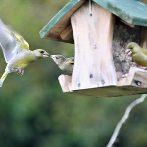 European Greenfinch