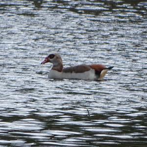 Nilgans