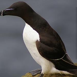 Razorbill