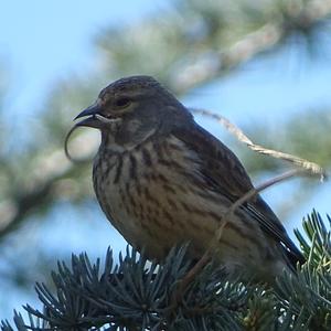 Eurasian Linnet