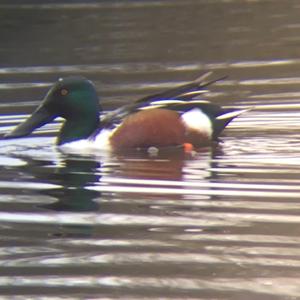 Northern Shoveler