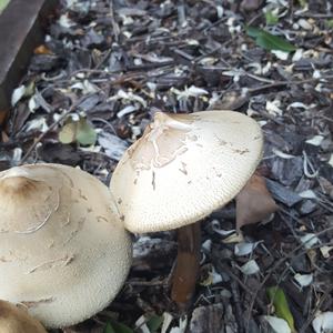 Parasol Mushroom