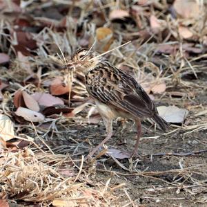 Jerdon's Bushlark