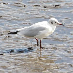 Black-headed Gull