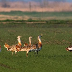 Great Bustard