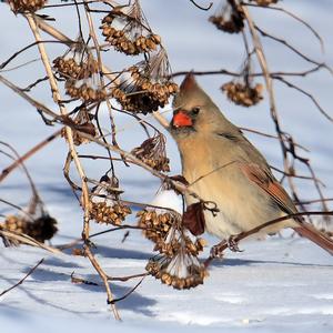 Northern Cardinal