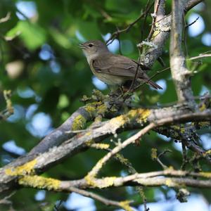 Common Nightingale