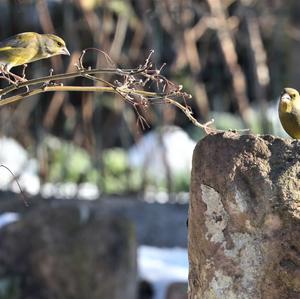 European Greenfinch