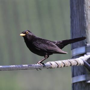 Eurasian Blackbird