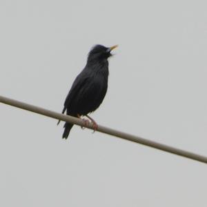 Spotless Starling