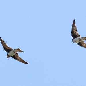 Sand Martin