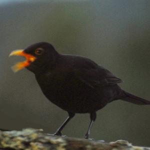 Eurasian Blackbird