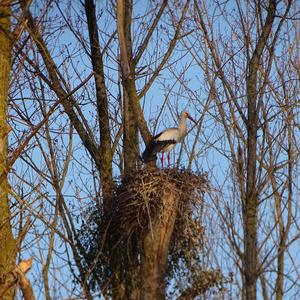 White Stork