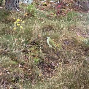 Eurasian Green Woodpecker