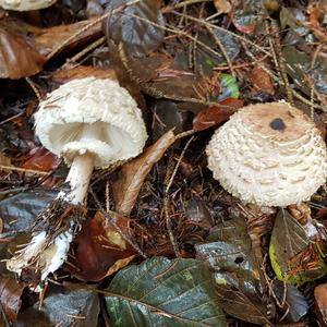 Shaggy Parasol