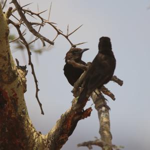 Northern Anteater-chat