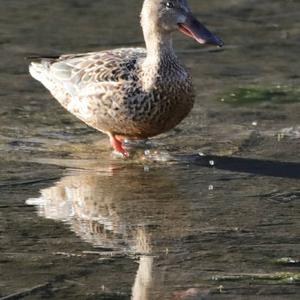 Northern Shoveler