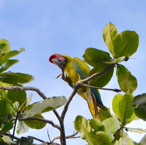 Chestnut-fronted Macaw