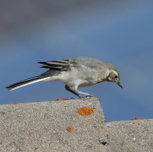 White Wagtail